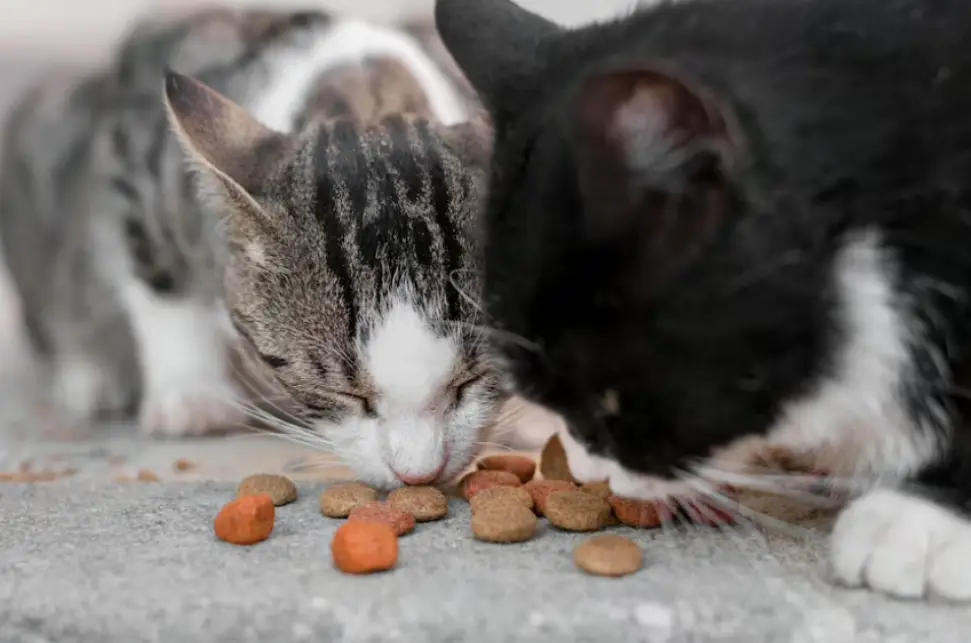 Kediniz İçin En Sağlıklı Beslenme Tüyoları